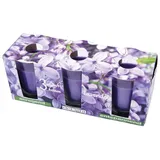HS Candle Duftkerzen Classic 3er Pack Lavendel