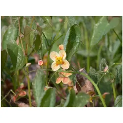 Epimedium x warleyense 'Orangekönigin', Elfenblume, orange, ca. 9x9 cm Topf
