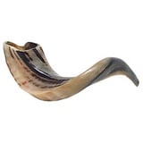 Ram's Horn Shofar Koscher Medium Größe 36,8 cm poliert weiß