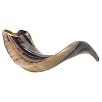Ram's Horn Shofar Koscher Medium Größe 36,8 cm poliert weiß