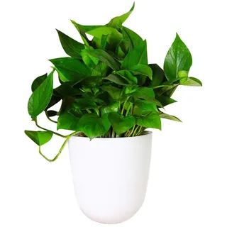 Bticx Wand-Pflanztöpfe, Eck-Wand-Blumentopf, selbstbewässernder Blumentopf, Kunststoff, vertikaler hängender Blumentopf Haus, Garten, Veranda, Balkon, Küche