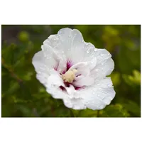 Pflanzen Für Dich Hibiscus syriacus 'Pinky Spot', 80–100 cm