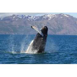 Fototapete PAPERMOON "WALE-ORCA TIER SEE OZEAN MEER WASSER ISLAND DELFINE XXL", bunt, B:4,00m L:2,60m, Vlies, Tapeten