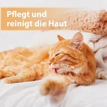 Felisept Wundspray für Katzen 75 ml