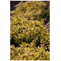 Pflanzen Für Dich Origanum vulgare 'Aureum', Goldmajoran, aromatisch, ca.
