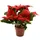 Kaemingk Weihnachtsstern künstlich 27cm im Topf Rot