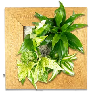 Flowerbox Flowerwall S - holz natur - 31x31 cm
