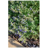 Pflanzen Für Dich Nepeta cataria, Katzenminze, aromatisch, ca. 9x9