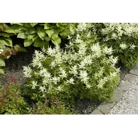 Pflanzen Für Dich Astilbe japonica 'Washington', Prachtspiere, ca. 9x9