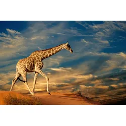 Fototapete PAPERMOON "GIRAFFE-TIERE AFRIKA SAVANNE STEPPE DÜNE HIMMEL WOLKEN", bunt, B:5,00m L:2,80m, Vlies, Tapeten