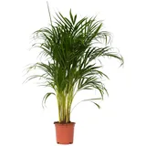 Plant in a Box - Goldfruchtpalme - Dypsis lutescens - Höhe 100-120cm