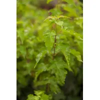 Pflanzen Für Dich Acer ginnala, Feuer-Ahorn, 60–100 cm, leuchtend