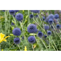 Echinops banaticus 'Blue Globe', Kugeldistel, blau, ca. 9x9 cm Topf