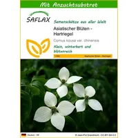 SAFLAX - Asiatischer Blüten - Hartriegel - 30 Samen