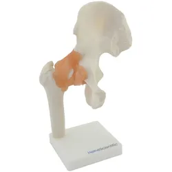 Anatomisches Modell Hüftgelenk mit Bändern HeineScientific
