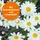 ARDAP Flohspray zur Anwendung am Tier 250 ml