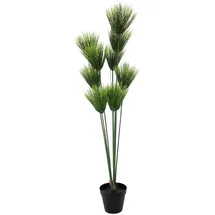 Europalms Papyrus, 150cm