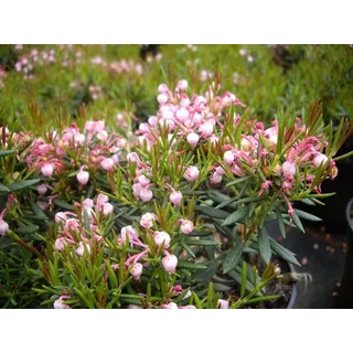 Andromeda polifolia Nikko - Lavendelheide Nikko - Rosmarinheide - 15-20cm