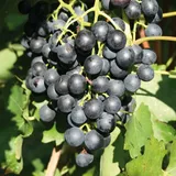 Kölle's Beste! Tafeltraube 'New York Muscat®'