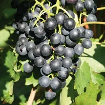 Kölle's Beste! Tafeltraube 'New York Muscat®'