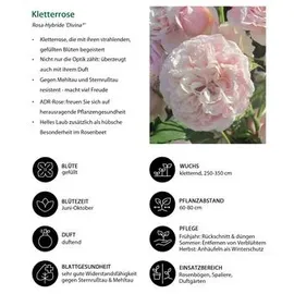 Dehner Kletterrose Divina, rosa