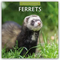Brown trout-auslieferer flechsig Ferrets - Frettchen 2026 - 16-Monatskalender
