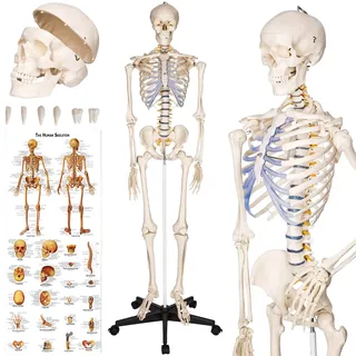 tectake® Skelett, lebensgroß und detailgetreu, farblich markierte Bereiche, inklusive Anatomieposter