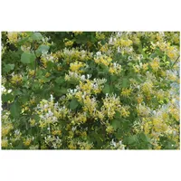 Pflanzen Für Dich Lonicera japonica 'Halliana', Japanisches Geißblatt, cremeweiß,