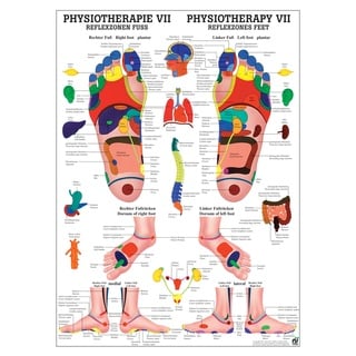 Ruediger Anatomie PHYS VII Reflexzonen Fuß Tafel, 50 cm x 70 cm, Papier