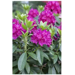 Rhododendron Hybr. 'Renata', Rhododendron, rot, 30–40 cm