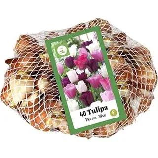 Plant in a Box - 35 Stk - Tulipa 'Pastel' - Mehrfarbig