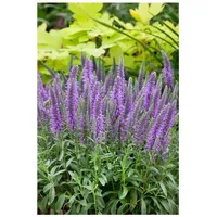 Pflanzen Für Dich Veronica spicata 'Nana Blauteppich', Ehrenpreis, blau,