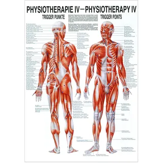 Triggerpunkte Mini-Poster Anatomie 34x24 cm medizinische Lehrmittel, Nicht Laminiert
