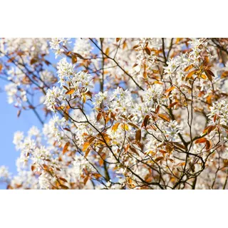 Garten von Ehren Zierstrauch Amelanchier lamarckii Containerware 60-100 cm hoch