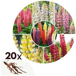 Plant in a Box - Lupine - 20 Stk - Lupinus - Rhizome - Mehrfarbig