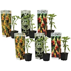 Plant in a Box - Engelstrompete - 6 Stk - Brugmansia - Höhe 25-40cm - Topf 9cm