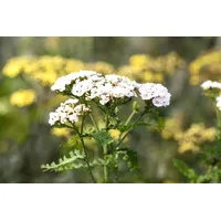 Pflanzen Für Dich Achillea millefolium 'White Beauty' p 0,5