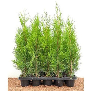 Edel Thuja Smaragd immergrüner Lebensbaum Heckenpflanze Zypresse im Topf gewachsen 40 cm (1 Stück)
