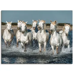 Wandbild ARTLAND "Camargue Pferde galoppieren am Strand", weiß (farbe bild(er): weiß), B:80cm H:60cm, Bilder, als Alubild, Outdoorbild, Leinwandbild, Poster, Wandaufkleber