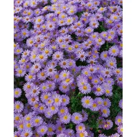Pflanzen Für Dich Aster dumosus 'Herbstpurzel', Kissen-Aster, ca. 9x9
