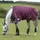 Weatherbeeta Comfitec Plus Dynamic II Standard Medium/Lite 100g - maroon/grey/white, 95