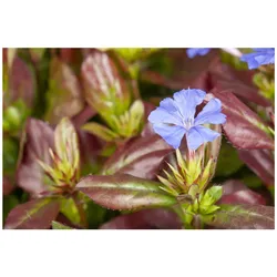 Ceratostigma plumbaginoides, Bleiwurz, blau blühend, ca. 9x9 cm Topf