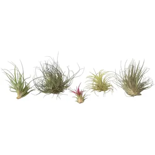 Plant in a Box - Tillandsien - 6 Stk - Tillandsia - Höhe 5-15cm