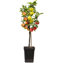 Plant in a Box Trio Apfelbaum - 3 Apfelsorten an 1 Baum Höhe 60-70cm