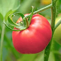wegana Adonis-Tomate 0,5g, Tomatensamen - WegAna