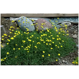 Pflanzen Für Dich Hieracium pilosella Habichtskraut, ca. 9x9 cm Topf bodendeckend,