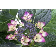 PlantaPro Hydrangea macrophylla 'Dark Angel' 30-40 cm – Winterhart, Mehrjährig, Pflegeleicht – Hortensie – Blütenstrauch für Beet & Kübel