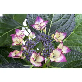 PlantaPro Hydrangea macrophylla 'Dark Angel' 30-40 cm – Winterhart, Mehrjährig, Pflegeleicht – Hortensie – Blütenstrauch für Beet & Kübel