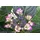 PlantaPro Hydrangea macrophylla 'Dark Angel' 30-40 cm – Winterhart, Mehrjährig, Pflegeleicht – Hortensie – Blütenstrauch für Beet & Kübel