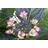 PlantaPro Hydrangea macrophylla 'Dark Angel' 30-40 cm – Winterhart, Mehrjährig, Pflegeleicht – Hortensie – Blütenstrauch für Beet & Kübel